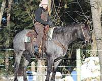 roping-quarter-horse