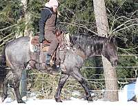 western-riding-quarter-horse