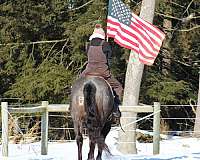 working-cattle-quarter-horse