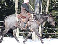 blue-roan-quarter-horse-gelding