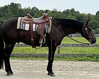 horsemanship-quarter-horse