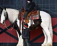 athletic-gypsy-vanner-horse