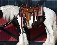 kid-safe-gypsy-vanner-horse