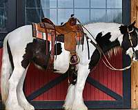 parade-gypsy-vanner-horse