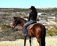 husband-safe-quarter-horse