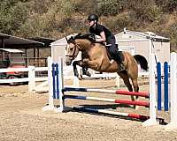 buckskin-quarter-horse