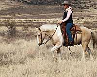 ranch-versatility-paint-horse