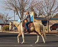 working-cattle-paint-horse