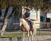 palomino-paint-gelding