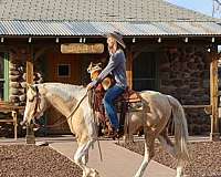 palomino-all-around-horse