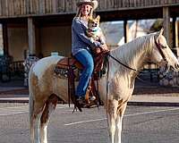 palomino-athletic-horse