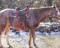 athletic-quarter-horse