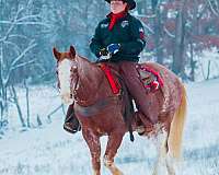 husband-safe-quarter-horse