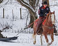 ranch-work-quarter-horse