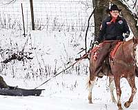 roping-quarter-horse