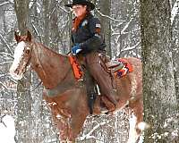 western-riding-quarter-horse