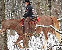 working-cattle-quarter-horse