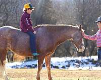 red-roan-all-around-horse