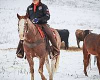 red-roan-quarter-horse-gelding