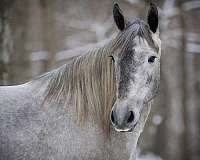 beginner-percheron-horse