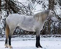 athletic-percheron-horse