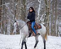 draft-percheron-horse