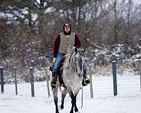 kid-safe-percheron-horse