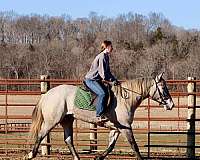 parade-percheron-horse