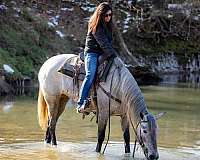 ridden-english-percheron-horse