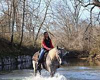 ranch-work-percheron-horse