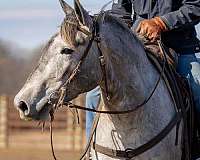 trail-riding-percheron-horse