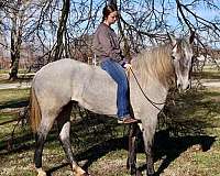 show-percheron-horse