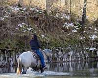 youth-percheron-horse