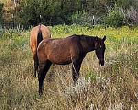 aqha-pre-andalusian-filly