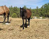 aqha-pre-andalusian-mare