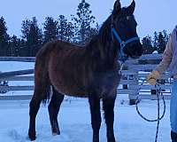 aqha-pre-filly