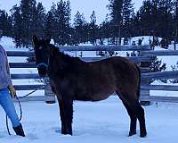 aqha-pre-andalusian-filly