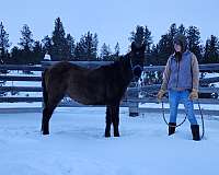 aqha-pre-andalusian-mare