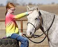 calf-roping-quarter-horse