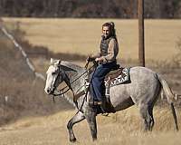 ranch-versatility-quarter-horse