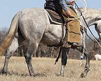 roping-quarter-horse