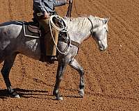 ranch-work-quarter-horse