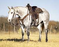 trail-riding-quarter-horse