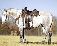 western-riding-quarter-horse