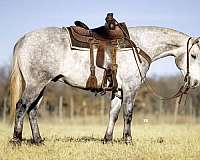 working-cattle-quarter-horse