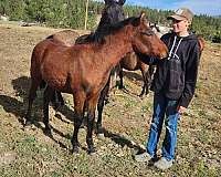 andalusian-horse