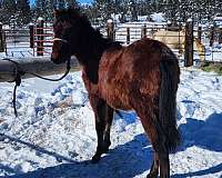 andalusian-horse