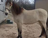 beautiful-buckskin-paso-fino-horse