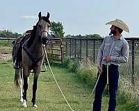 pinto-tobiano-gelding-for-sale