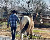 pinto-tobiano-pinto-gelding